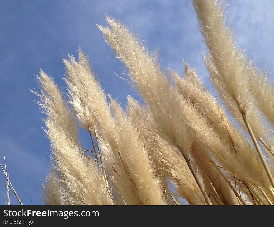 Sky, Grass Family, Close Up, Phragmites