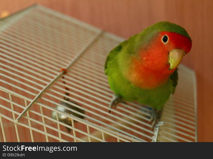 Bird, Parrot, Beak, Cage