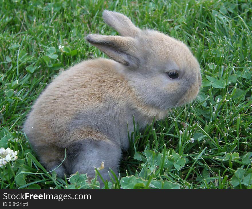 Mammal, Rabbit, Fauna, Domestic Rabbit