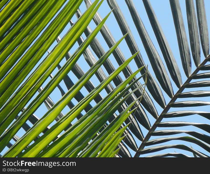 Leaf, Plant, Line, Tree