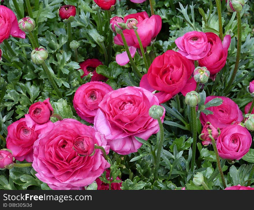 Flower, Rose, Garden Roses, Rose Family