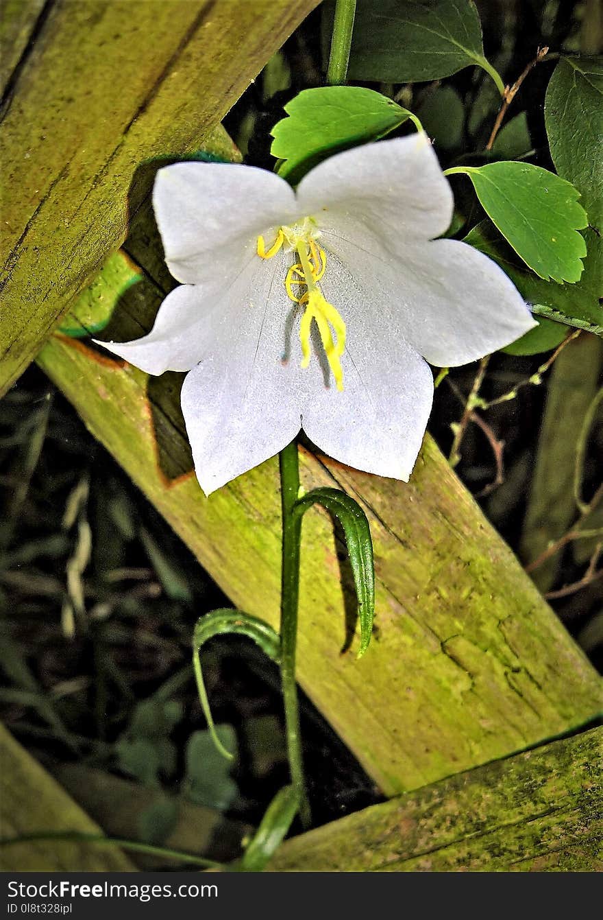 Flower, Flora, White, Plant