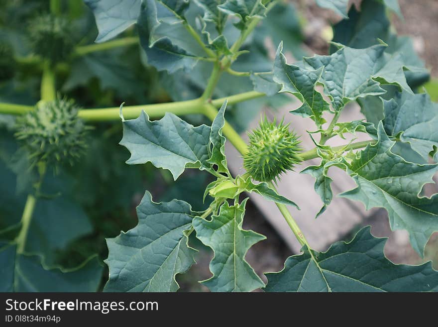 Plant, Leaf, Flora, Datura