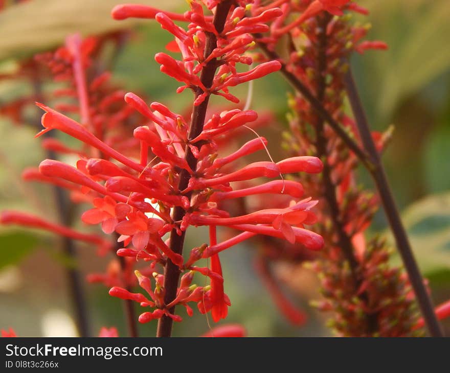 Plant, Flora, Grevillea, Castilleja