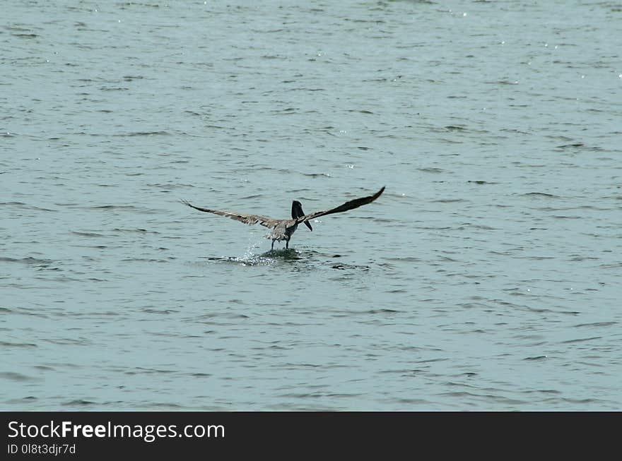 Bird, Water, Fauna, Seabird