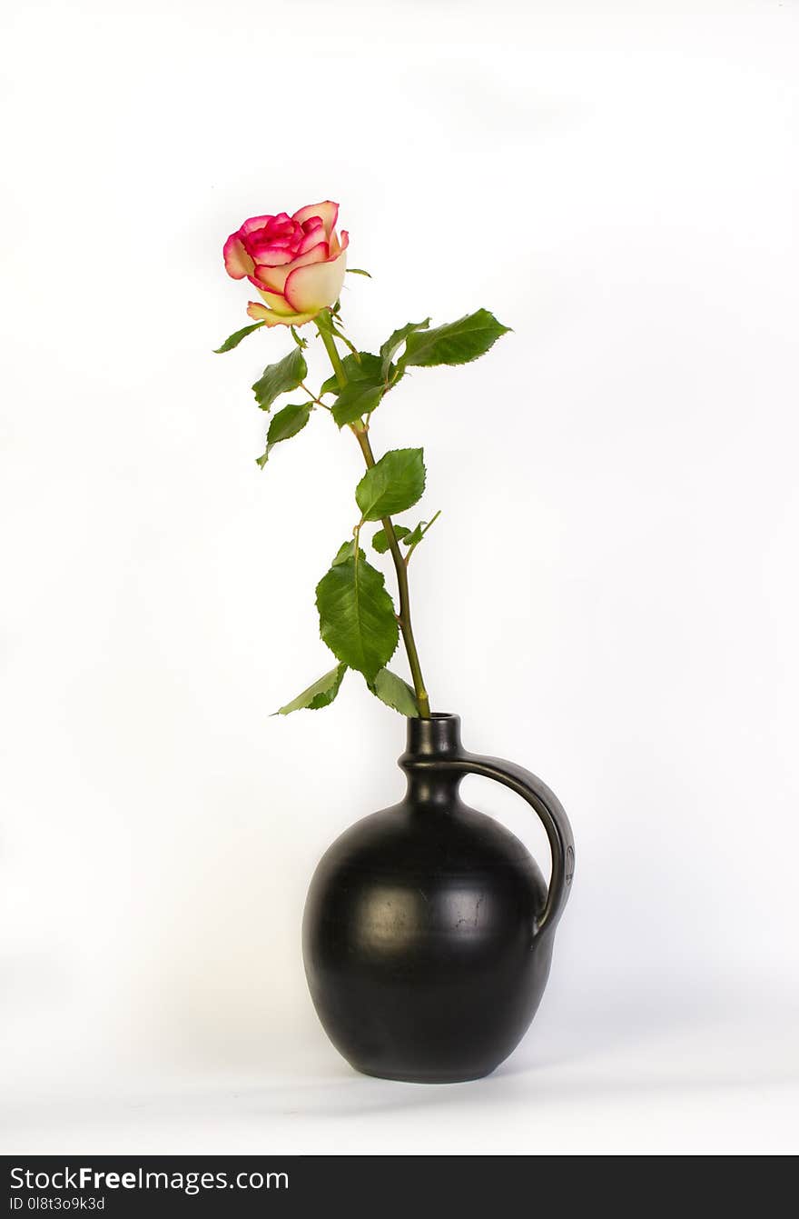 Vase, Flower, Rose Family, Flowerpot