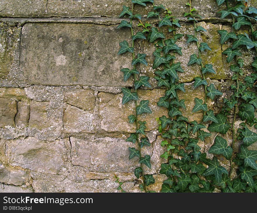 Wall, Vegetation, Stone Wall, Ivy