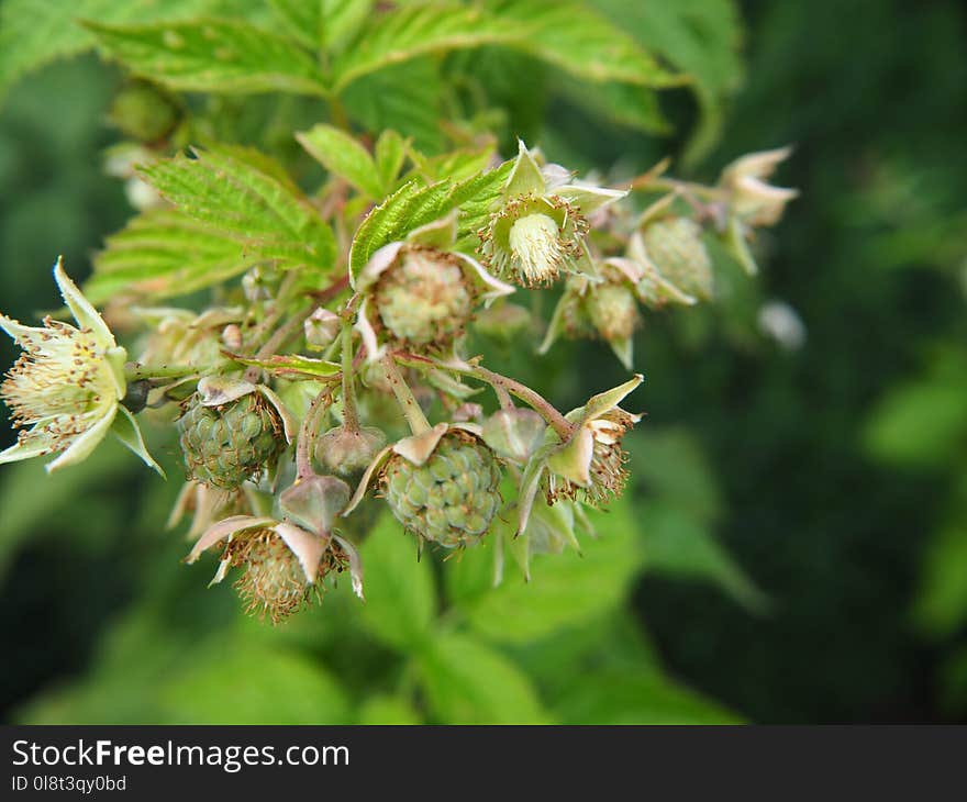 Plant, Flora, Subshrub, Salmonberry