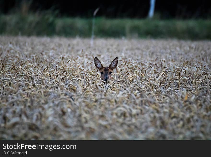 Wildlife, Fauna, Mammal, Grass