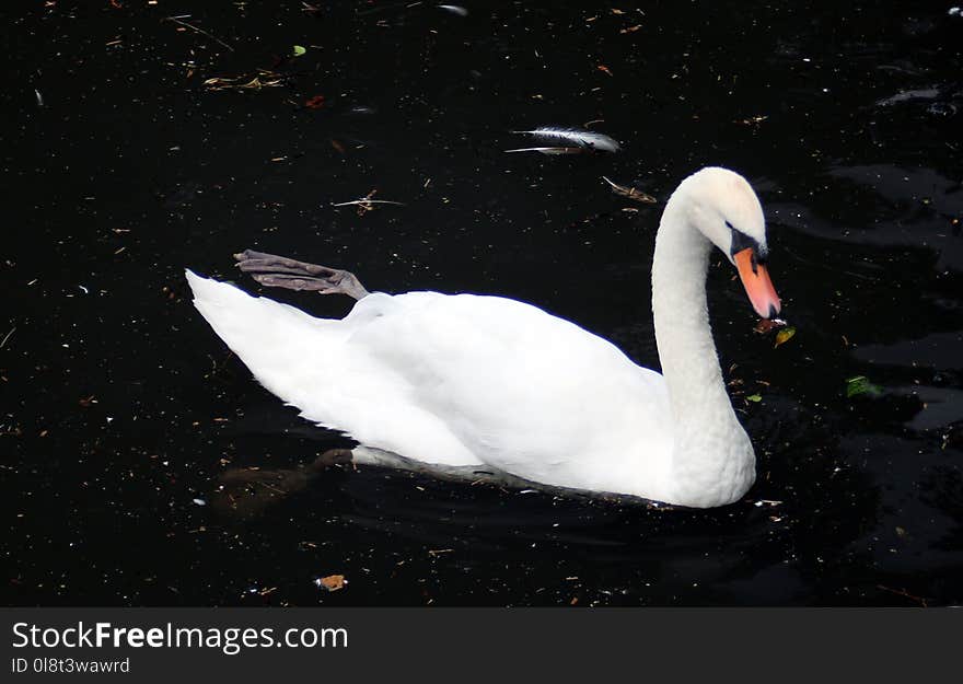 Swan, Bird, Water Bird, Ducks Geese And Swans