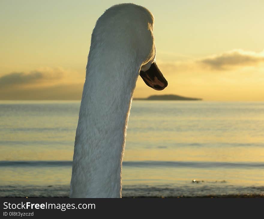 Sky, Water Bird, Beak, Sea