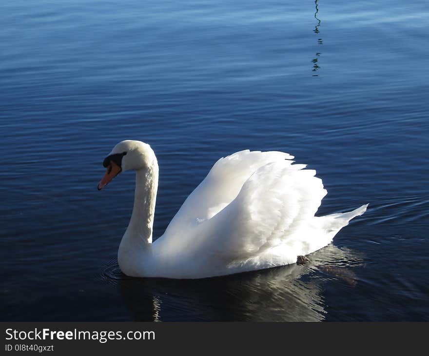 Swan, Bird, Water Bird, Water