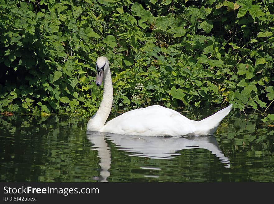 Bird, Ecosystem, Swan, Fauna