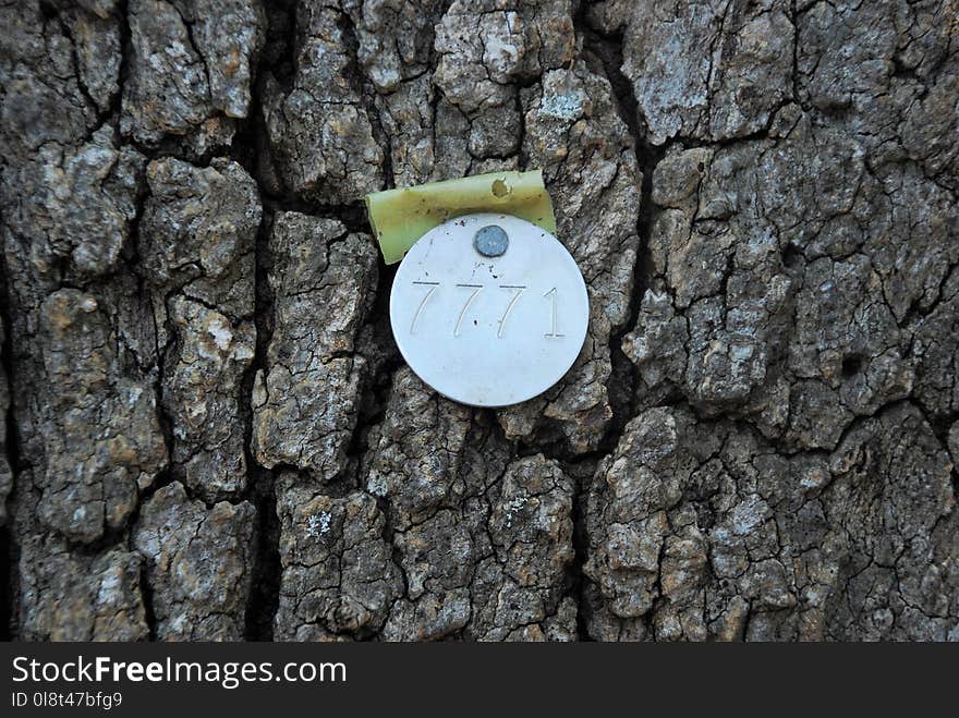 Tree, Rock, Soil, Grass