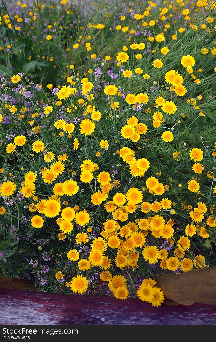 Flower, Yellow, Plant, Wildflower