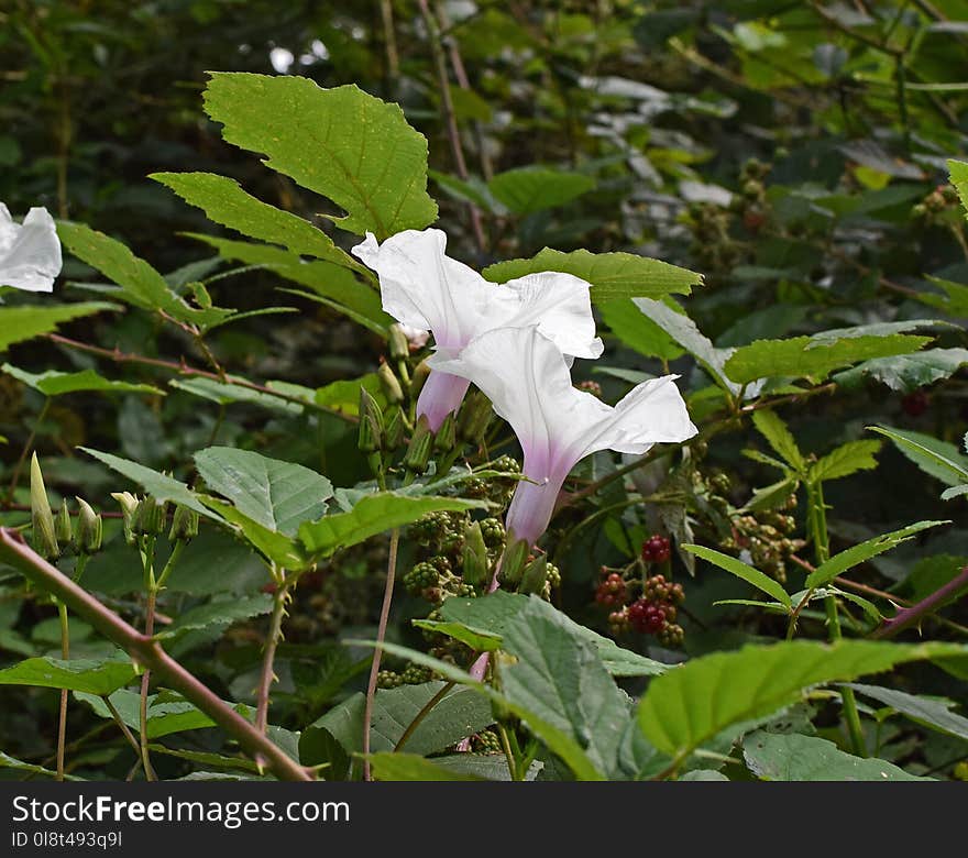 Plant, Flower, Flora, Datura