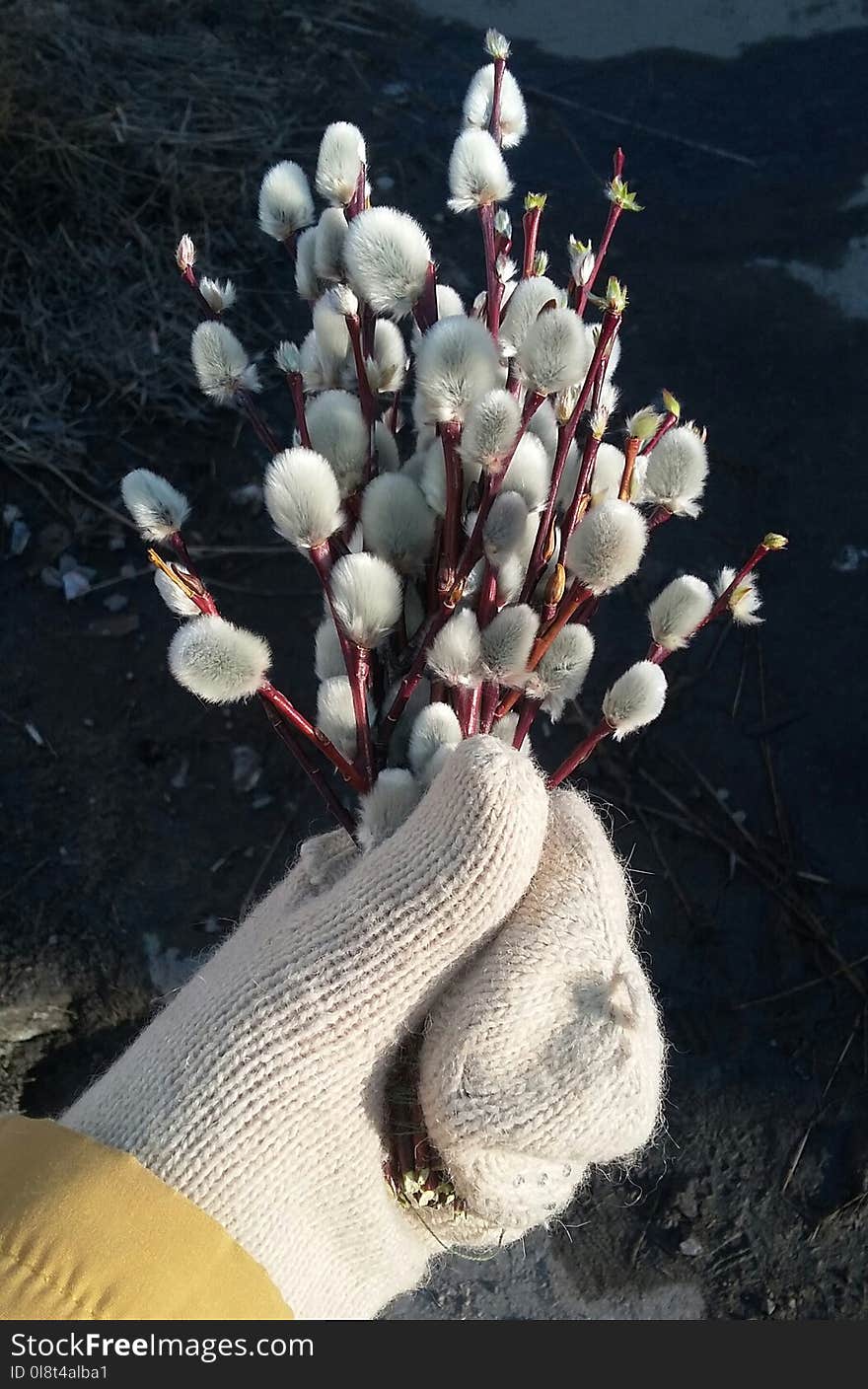 Plant, Flower, Spring, Branch