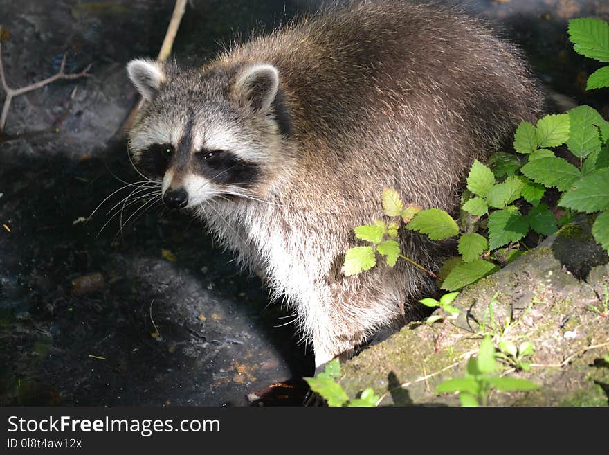 Raccoon, Procyonidae, Mammal, Fauna