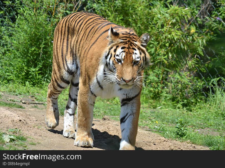 Tiger, Wildlife, Terrestrial Animal, Mammal