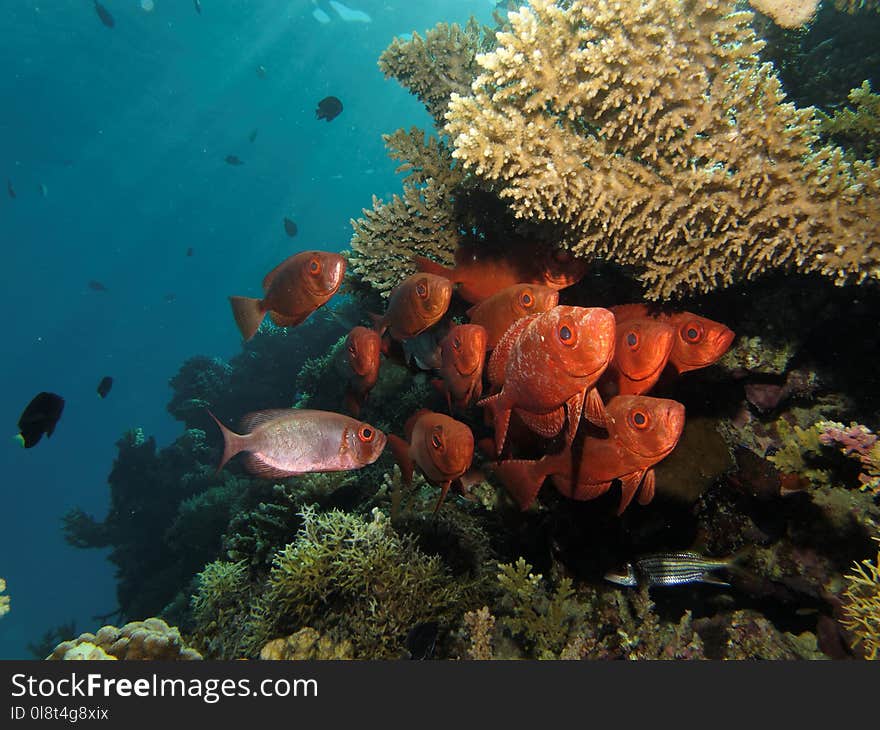 Coral Reef, Ecosystem, Reef, Marine Biology