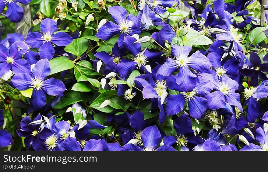 Flower, Plant, Blue, Flora