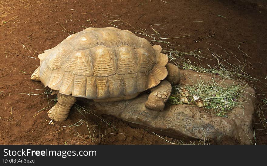 Tortoise, Turtle, Terrestrial Animal, Fauna