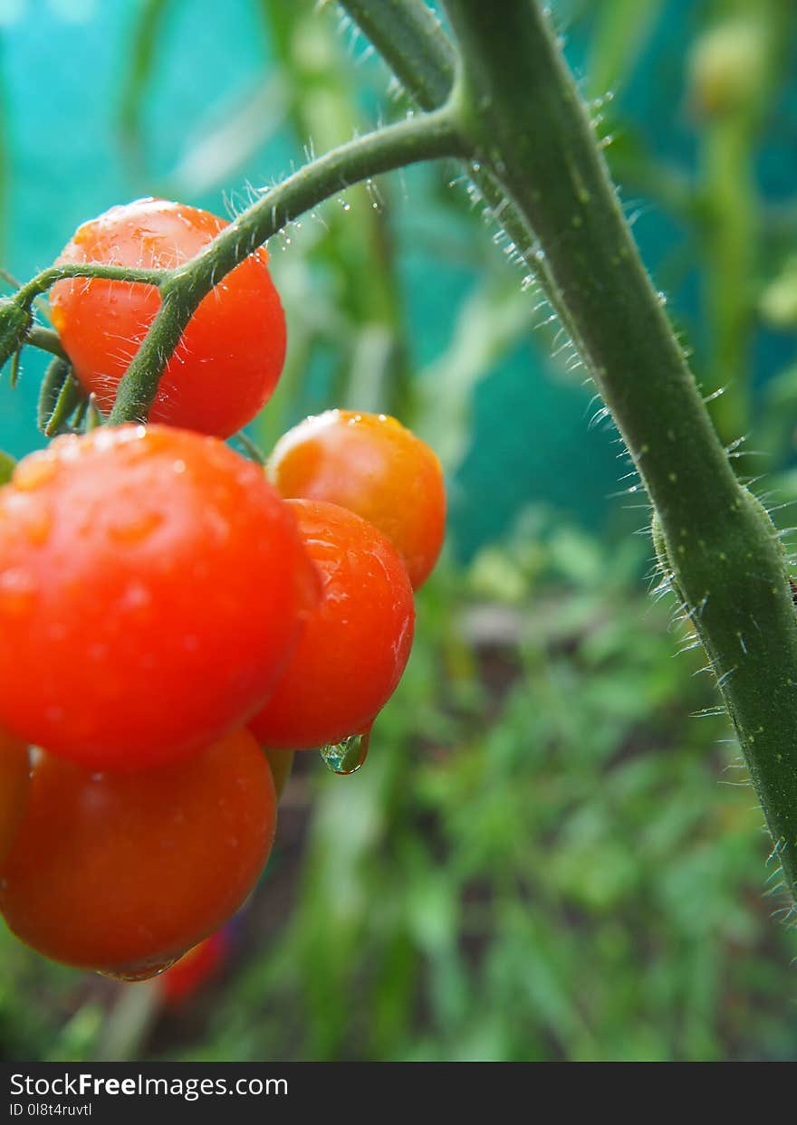 Natural Foods, Fruit, Tomato, Potato And Tomato Genus