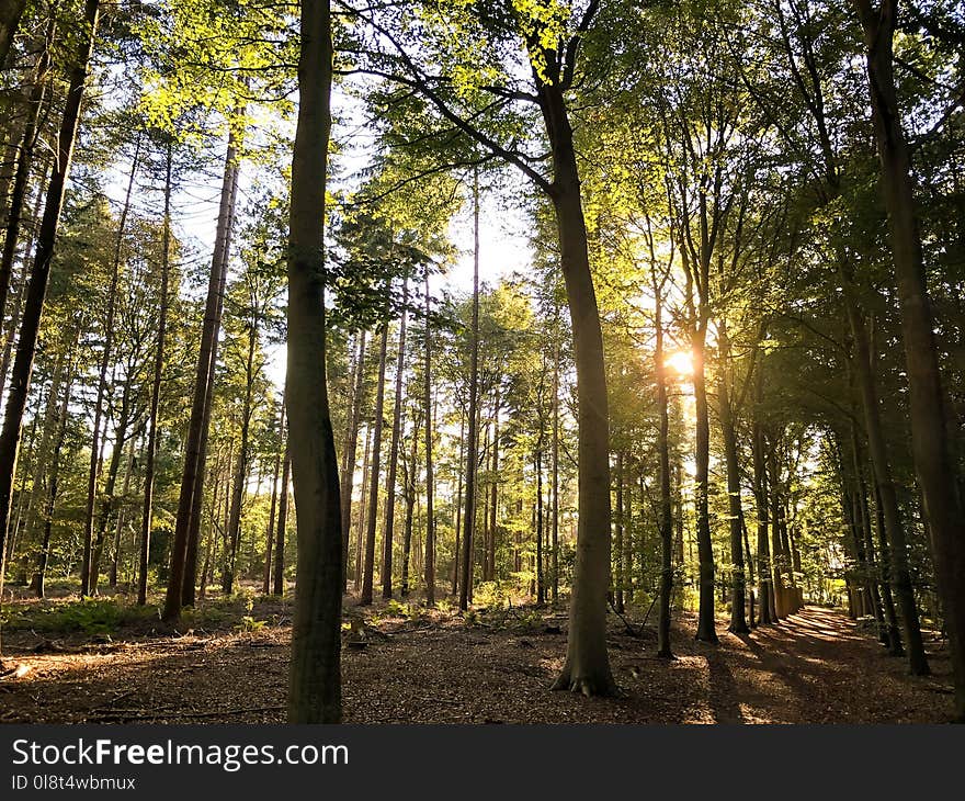 Woodland, Nature, Forest, Tree