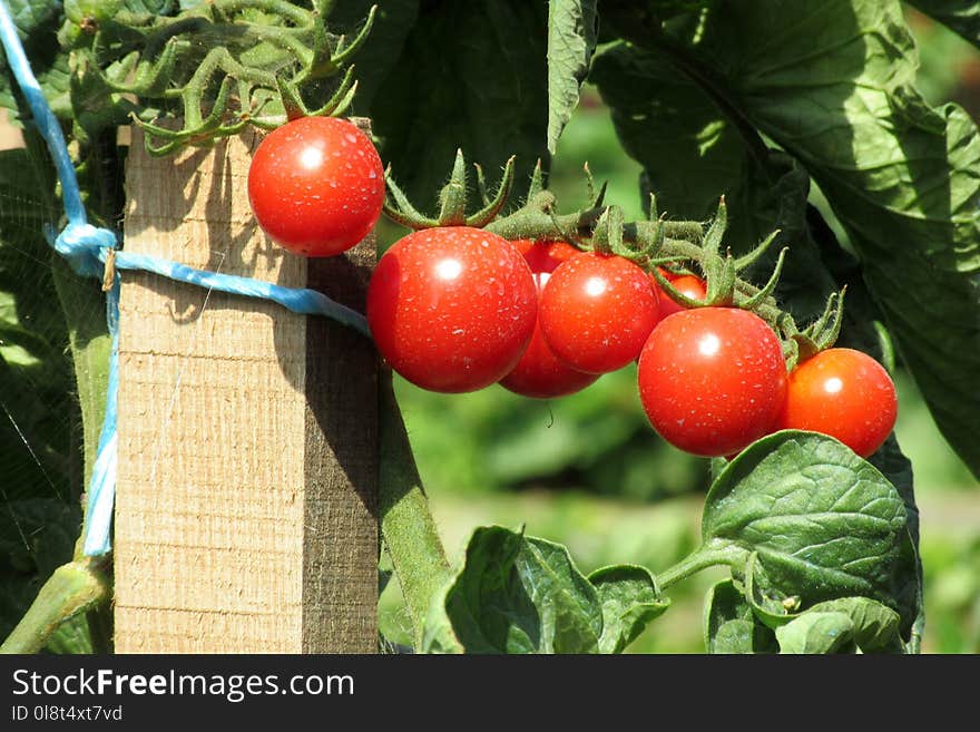 Natural Foods, Vegetable, Tomato, Local Food