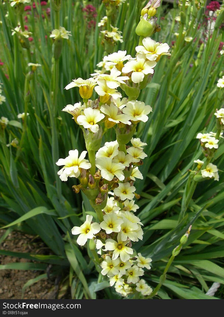 Flower, Plant, Flowering Plant, Flora