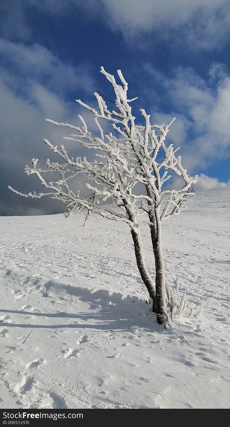 Sky, Winter, Snow, Tree