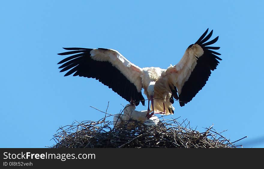 Bird, White Stork, Stork, Accipitriformes