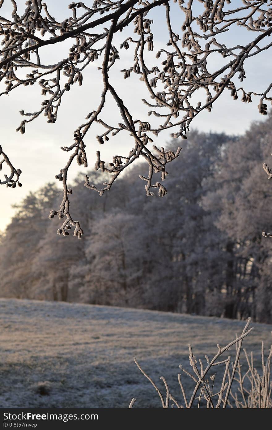 Branch, Tree, Frost, Winter