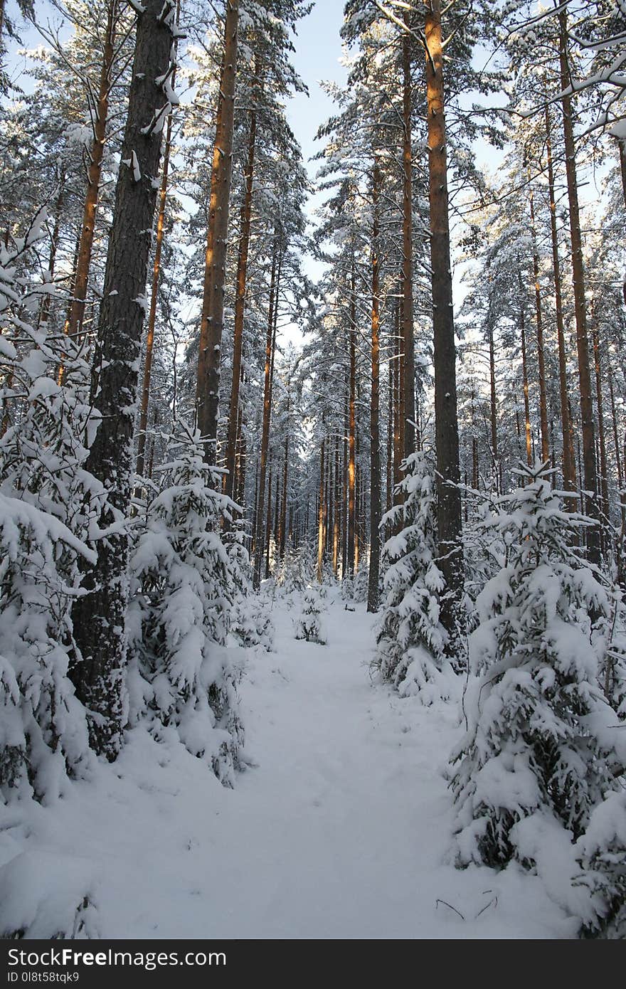 Snow, Winter, Ecosystem, Tree