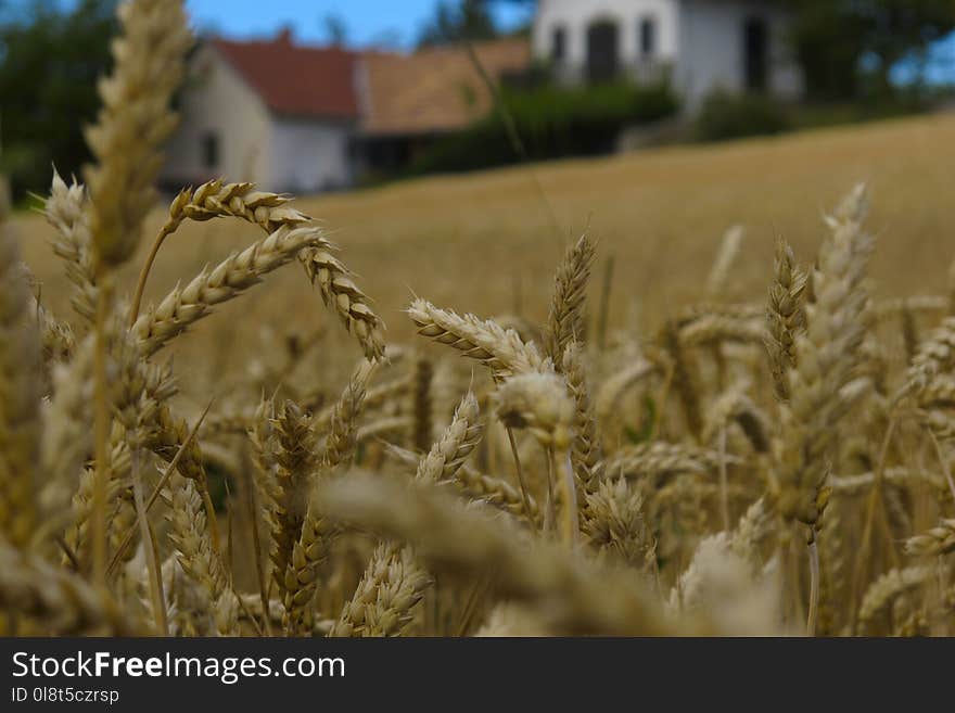 Wheat, Food Grain, Grass Family, Rye