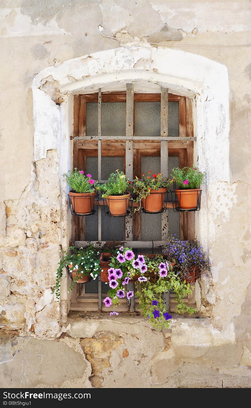 Flower, Window, Wall, Floristry