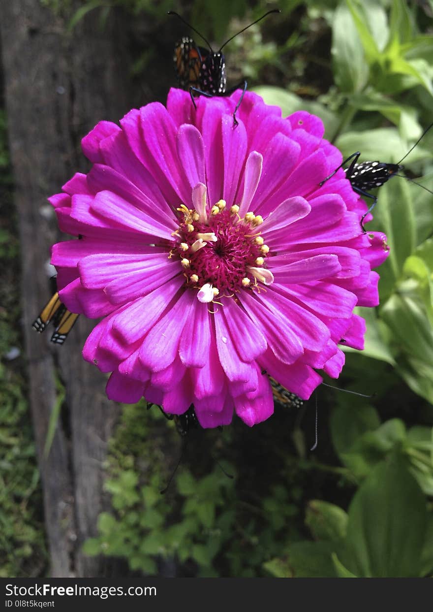 Flower, Flora, Purple, Plant