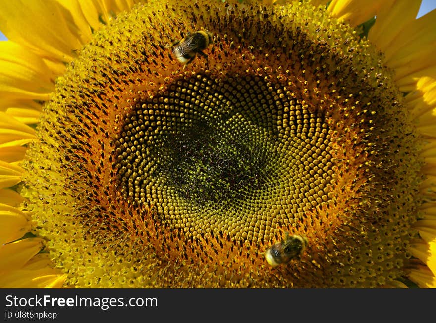 Sunflower, Flower, Yellow, Close Up