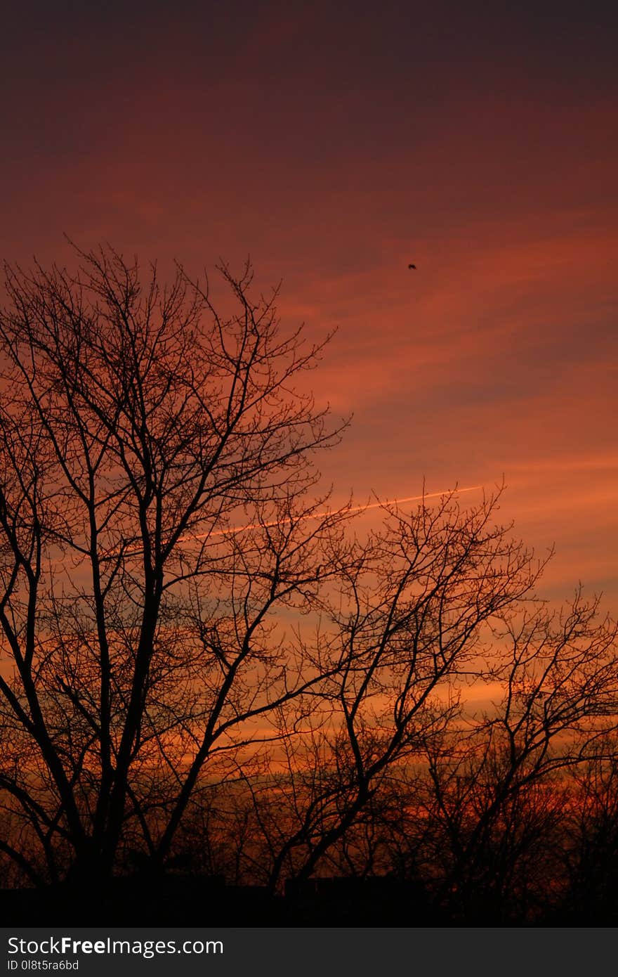 Sky, Branch, Red Sky At Morning, Sunrise