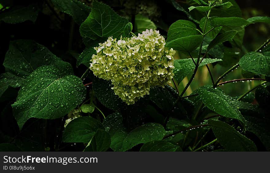 Hydrangea after rain