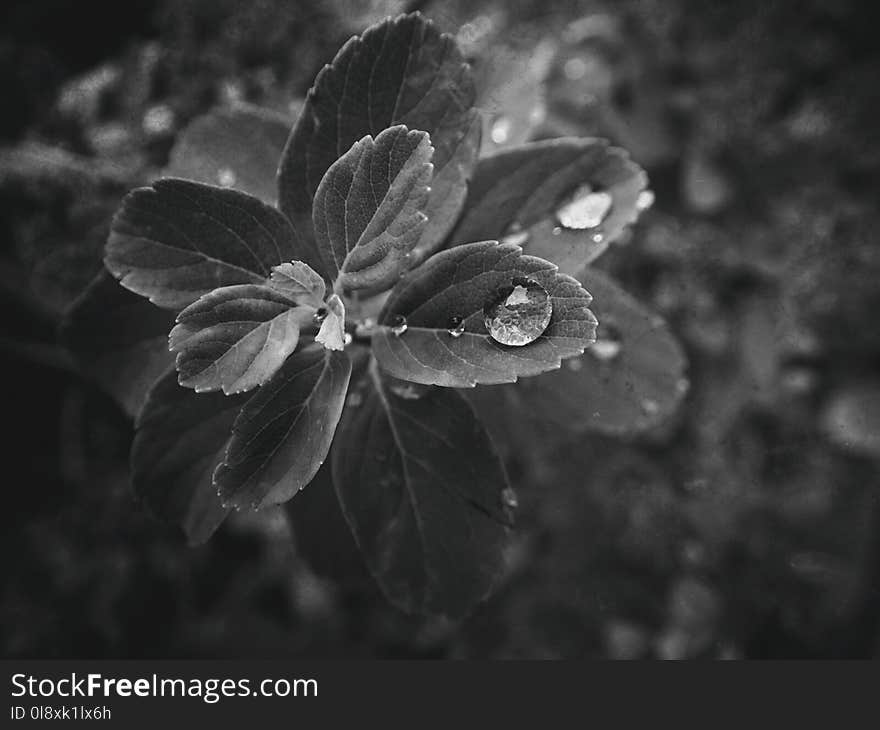 summer plant with raindrops on the leaves monochrome