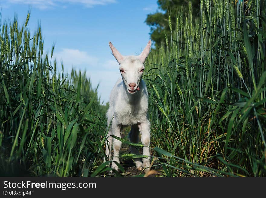 A small goat in a field of wheat