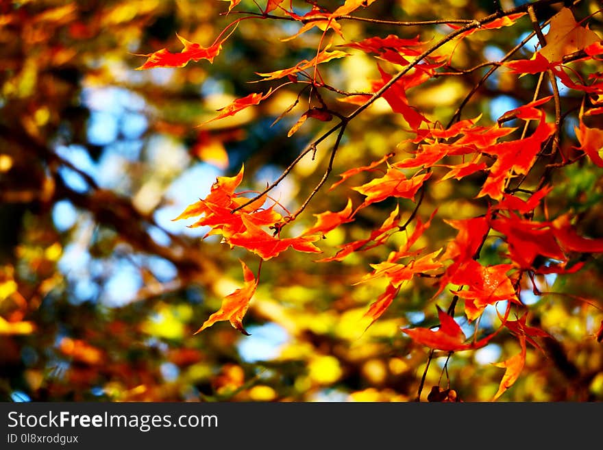 Red Maple Leaf In Beijing Olympic Forest Park