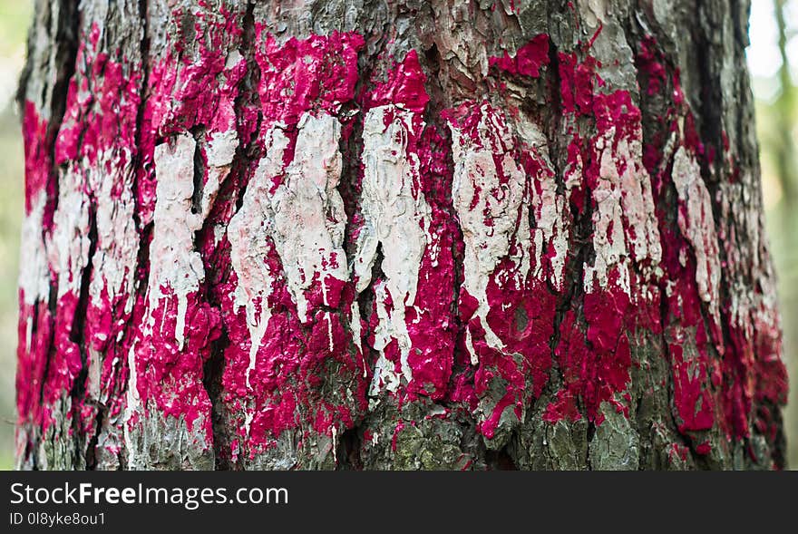 Red and white paint on the bark of a tree / Print on wood with color paint