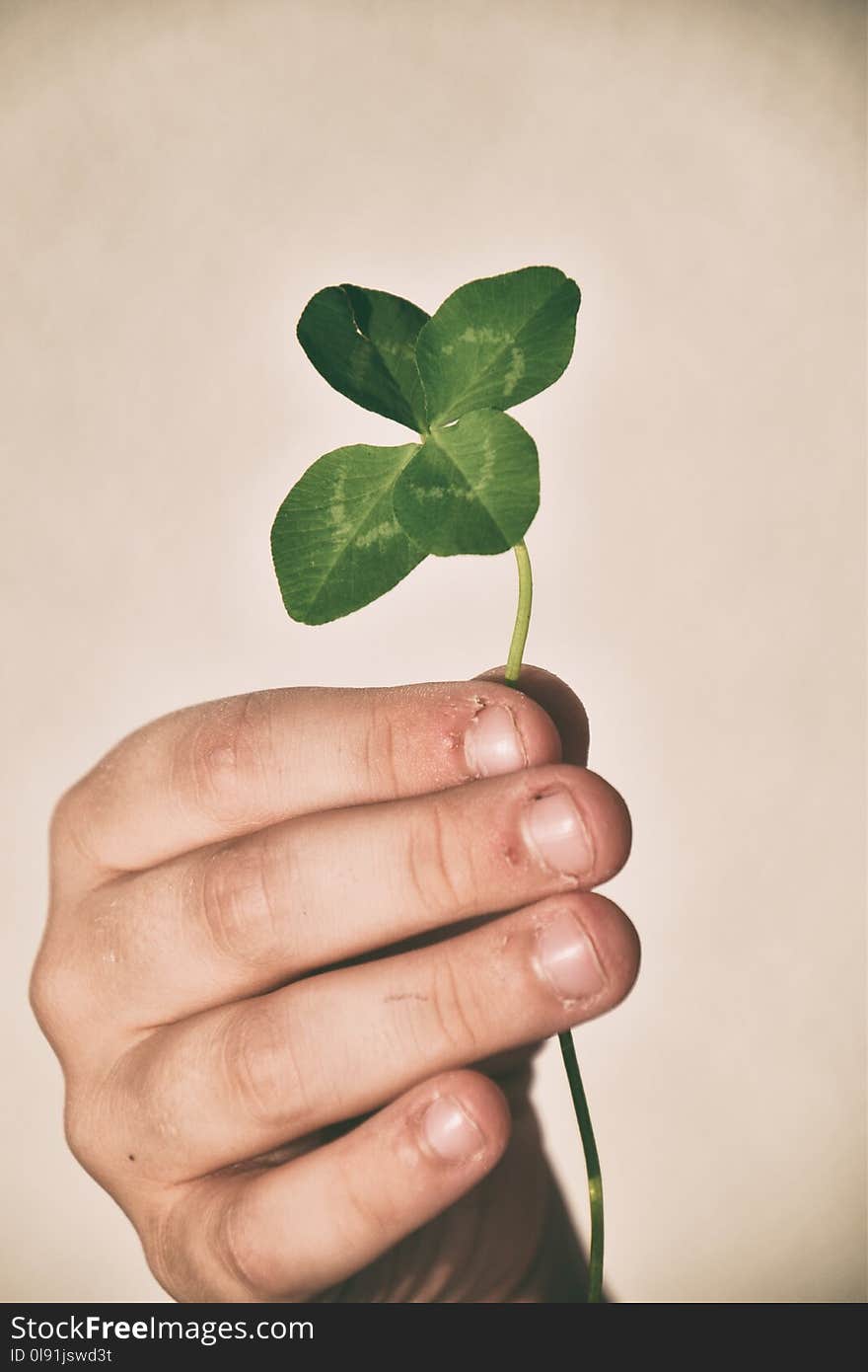 A small child`s hand holding a four-leaf clover on his fingers on a smooth background