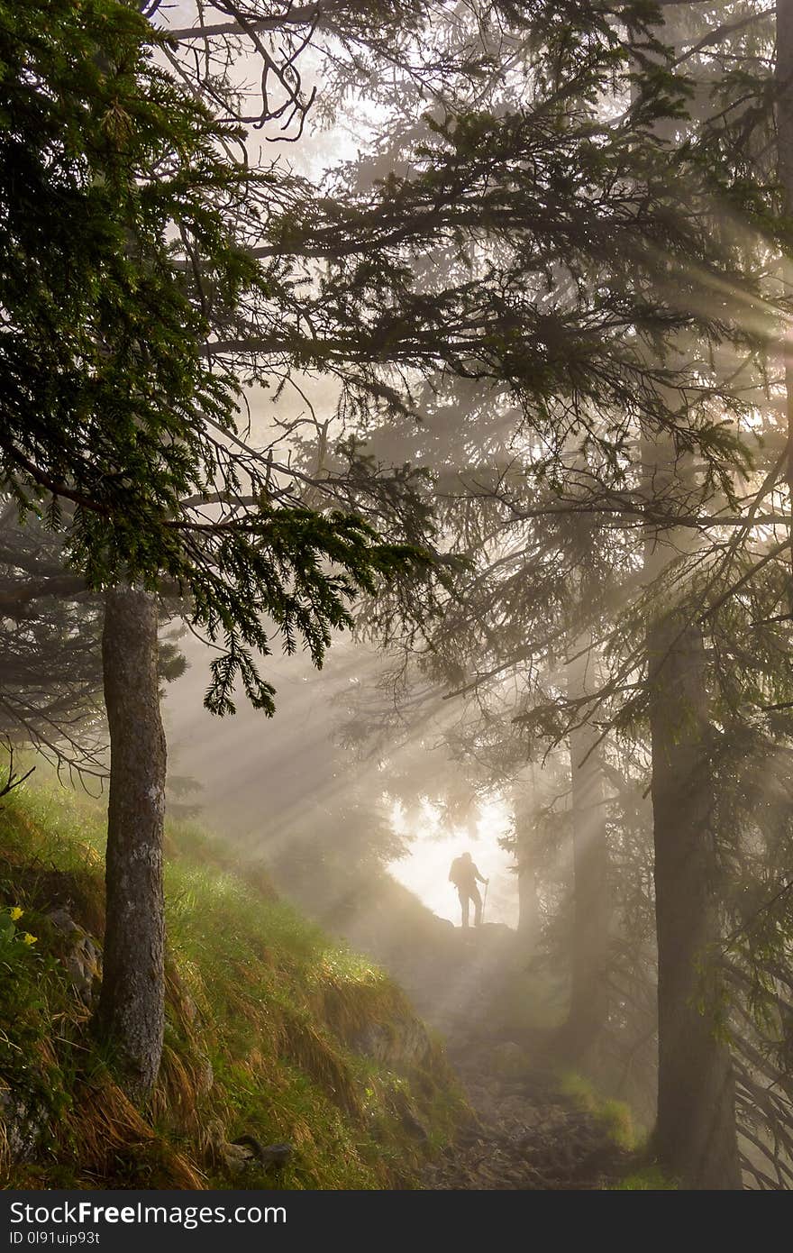 Hiker walks in forest with a lot of sunrays. Hiker walks in forest with a lot of sunrays