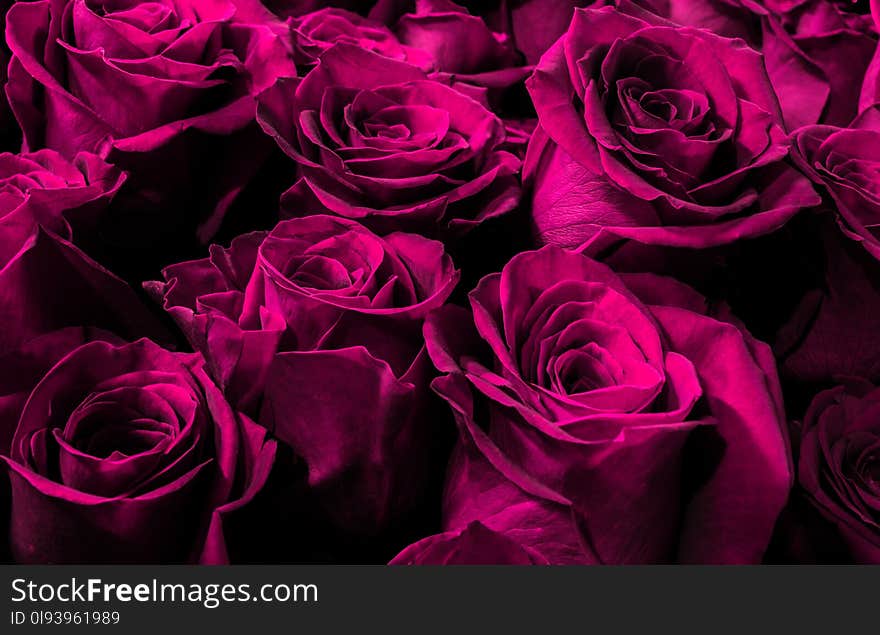 Roses isolated on a black background. Greeting card with roses. Roses isolated on a black background. Greeting card with roses