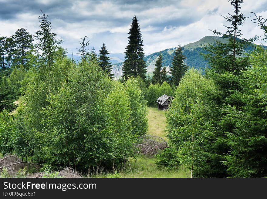 Cabin in the Middle of the Forest during Day