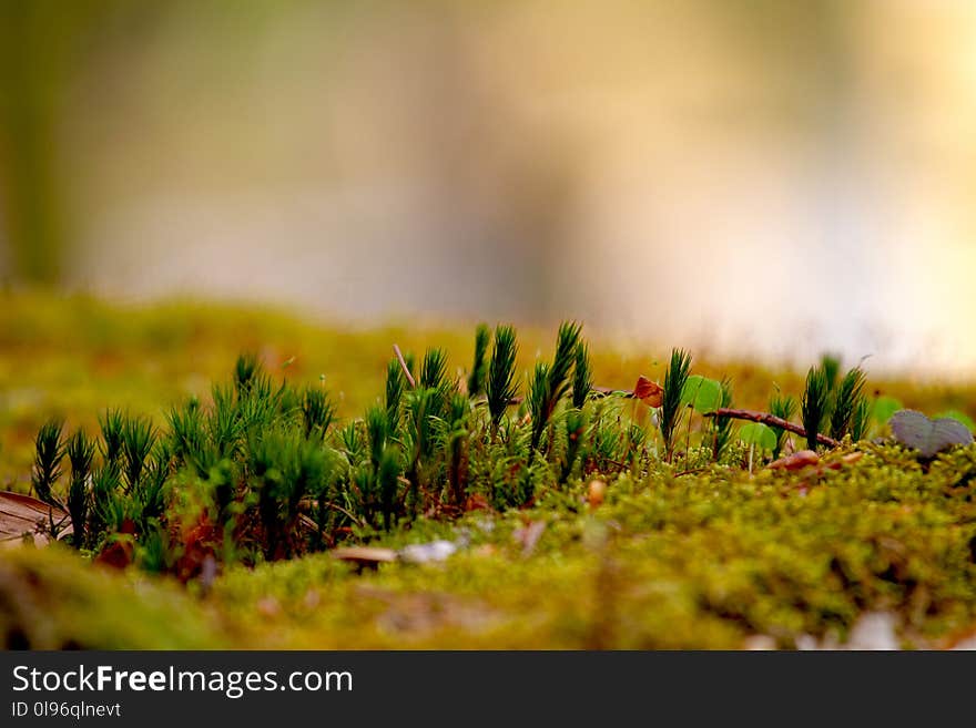 Selective Focus Photo of Green Grasses