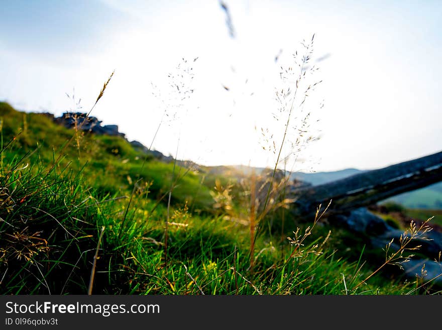 Green Grass Field